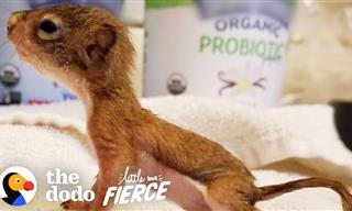 A Rare and Lucky Diagnosis Saved This Baby Squirrel’s Life