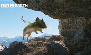 Cute Nature: A Day in the Life of an Adorable Pika