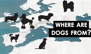 Where Do Common Dog Breeds Come From?