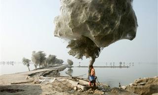 16 Super Weird and Cool Things That Really Exist in Nature