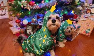 Pets Dressed for Christmas Are the Cutest Holiday Treat