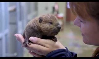 The Cuteness of This Sweet Baby Beaver Is Unbearable!