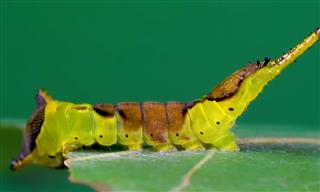 Colorful Caterpillar Turns into a Puss Moth