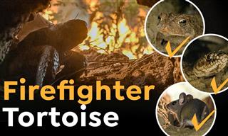 This Firefighter Tortoise is a True Hero of the Wild!