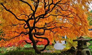 13 Trees of Splendor and Beauty