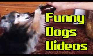Dogs Sure Make Us Laugh - Funny Compilation!
