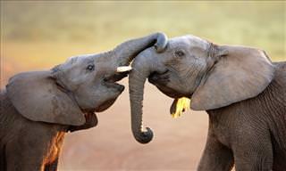 The Safari Lodge Where Elephants Are Welcome