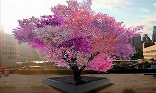 This Beautiful Tree Grows 40 Different Kinds of Fruit