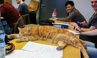 Video: This Cat Went to School for Over a Decade