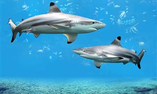 10 Facts About Sharks That Will Intrigue You