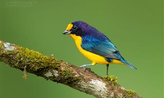 Take a Look At These Gorgeous Birds From South America