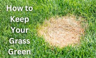 Identifying and Treating 8 Common Lawn Problems