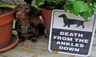 These “Beware of the Dog” Photos Will Make You Laugh