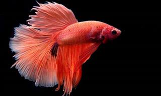 Fantastic Photography of Exotic Fish