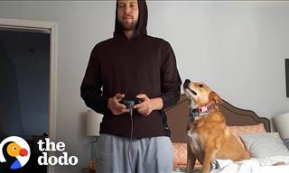 Dog Won't Let Owner Play Video Games