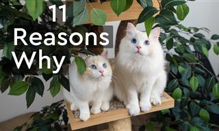 Here’s Why Getting Two Cats Instead of One is a Good Idea
