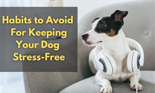 9 Ways Owners Can Unknowingly Stress Out Their Dog