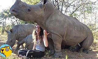 Rhinos are Just Big Puppy Dogs