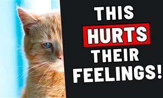 22 Mistakes People Make With Their Cats