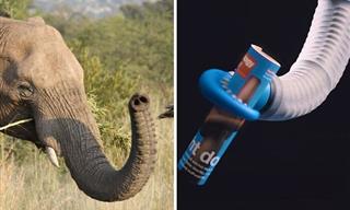 How Animals and Plants Inspired Groundbreaking Inventions