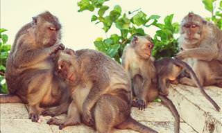 These Macaques Have Learnt What a Ransom is!