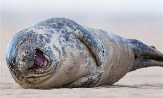 Start the New Year With These Photos of Giggly Animals
