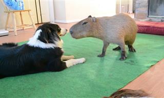 Capybara Befriends a Border Collie - Adorable!