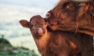15 Photos of Adorable Highland Cattle