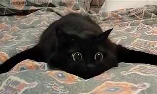 Let's Watch the Funniest Cats of 2026!