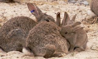 Wildlife Documentary: Inside the Rabbit's Burrow