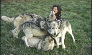 Plays With Wolves