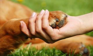 Natural Home Remedies for Your Dog That You Should Try