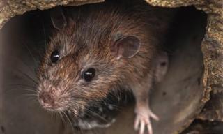 Deal and Prevent Rodents Climbing Up Your Toilet Bowl