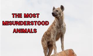 These Awesome Animals Get an Unfairly Bad Rep