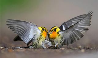Incredible Shots of Birds in Action: 12 Award-Winning Pics