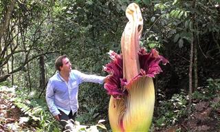 Weird Nature: 15 of the Biggest Flowers on Earth