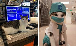 20 Cute Cats Caught In the Middle of Their Busy Workdays