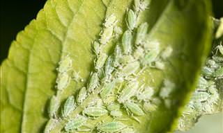 Home Remedies to Get Rid of Aphids