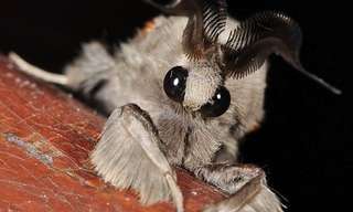 The Poodle Moth - Amazing!