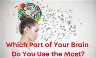 Which Part of the Brain Do You Use the Most?