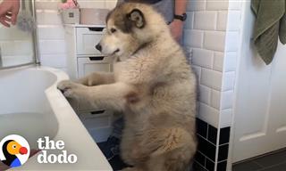Bathing This Huge Malamute Is No Easy Feat!