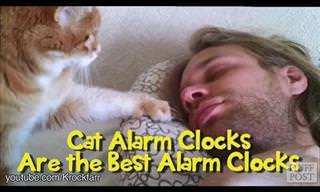 Cats Are the Best Alarm Clock