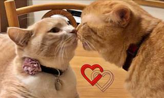 Adorable: These Cats Are So In Love!