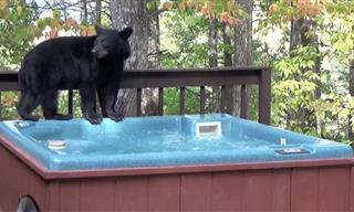 Hilarious! Bear Discovers the Wonders of a Hot Tub