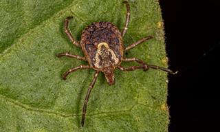 How to Spot, Prevent, and Remove Ticks