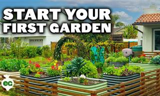 A Complete Video Guide to Starting Your First Garden