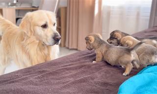 This Dog Saw Puppies For The First Time in His Life!