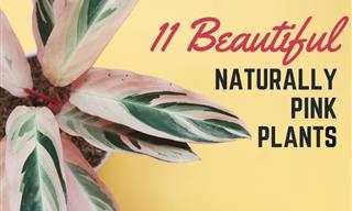 11 Pretty Houseplants With Naturally Pink Leaves