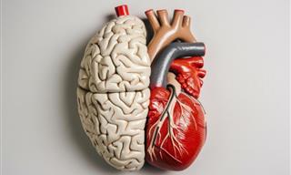 Midlife Heart Damage May Lead to Dementia