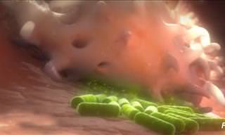 Video: White Cells Eat Bad Bacteria!